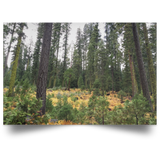 Satin Posters 32"x48" Nature Designs